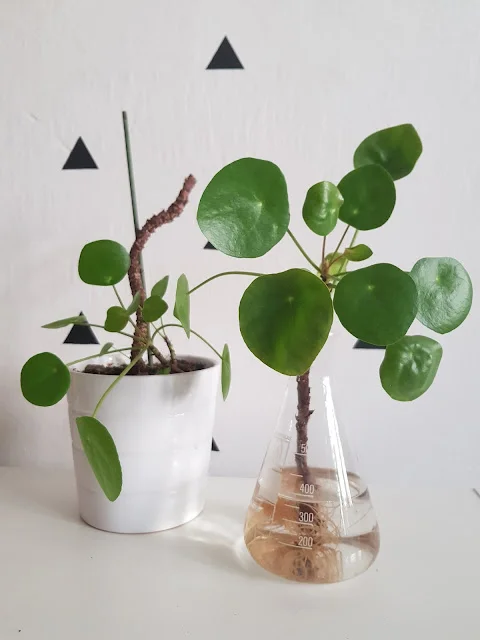 Pilea peperomioides v květináči i ve sklenici s vodou pro zakořenění.