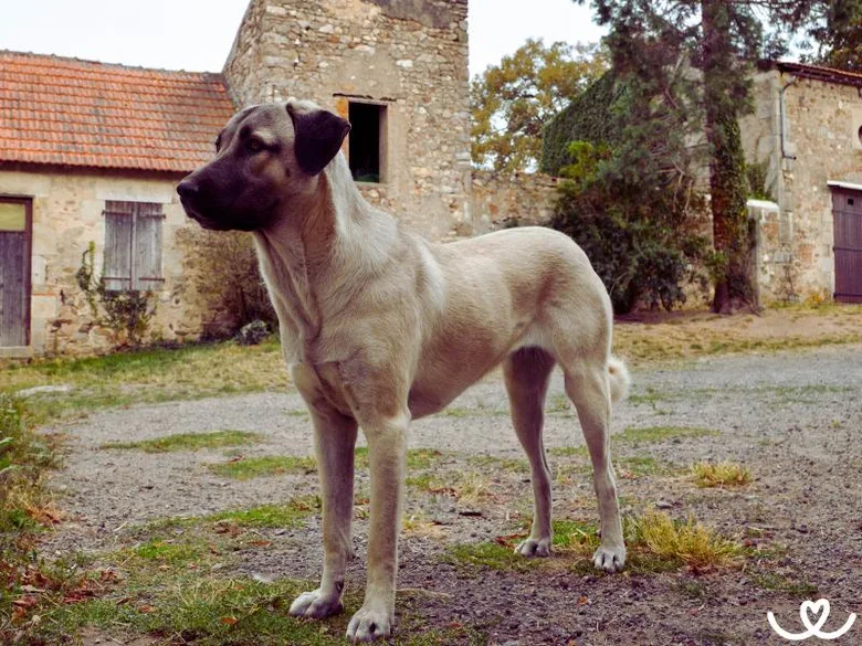 Velký anatolský pastevecký pes stojí na dvore mezi starými kamennými domy.