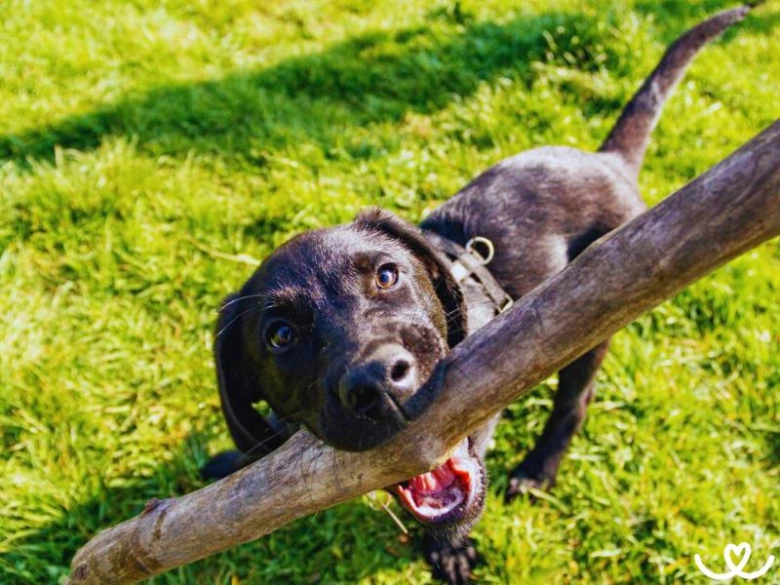 Černý labradorský retrívr štěně s dřevěnou hůlkou na trávníku