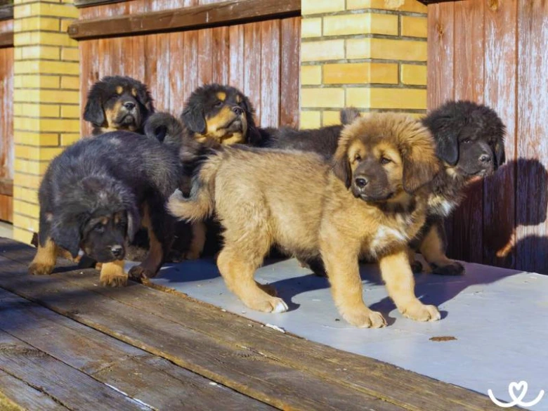 Skupina štěňat tibetské dogy stojí venku.