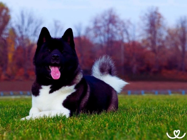 Černobílá americká akita leží na trávě v podzimu.