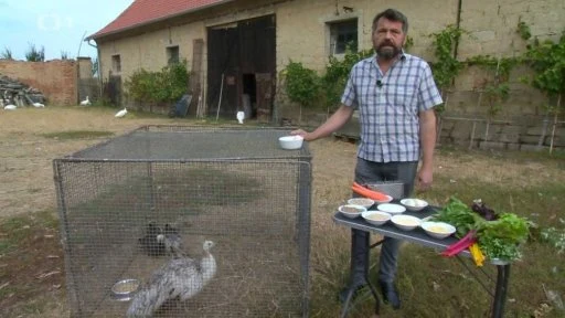 Muž krmit pávy v kleci venku s miskami potravy.