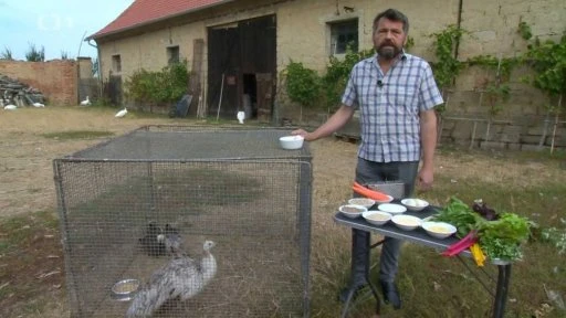 Muž krmit pávy v kleci s misky jídla venku.