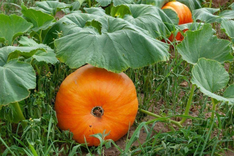 Velká oranžová dýně roste mezi zelenými listy v zahradě.