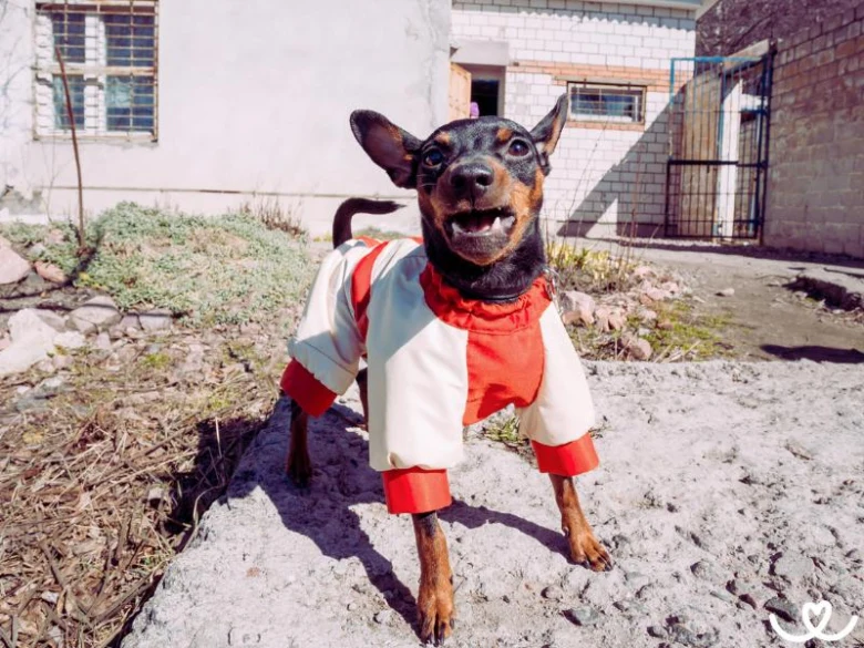 Malé pinče v oblečení stojí venku na chodníku.