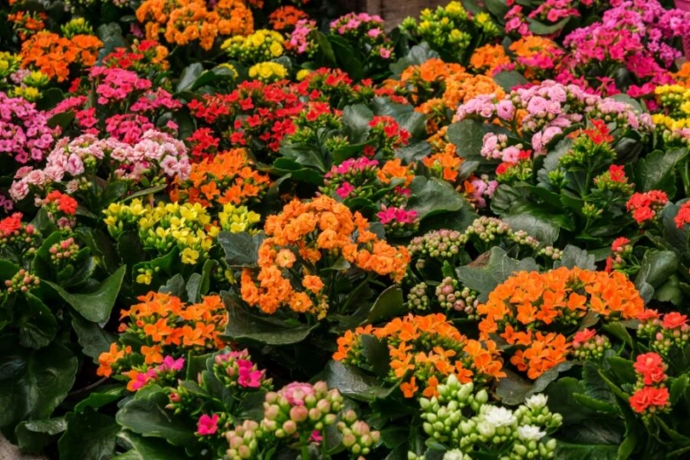 Kalanchoe s barevnými květy v různých odstínech oranžové, růžové a červené.