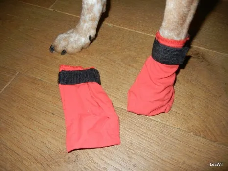 Černobílý pes má na tlapkách červené botičky pro ochranu.