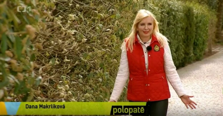 Žena stojí na cestě mezi živými ploty v zahradě.