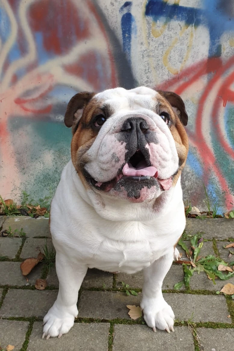 Anglický buldog sedící na dlažbě před grafitovou zdí.