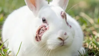 Jak rozpoznat a léčit myxomatózu u králíků - ilustrační foto