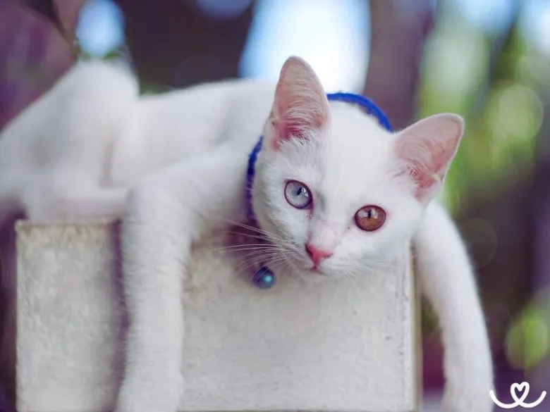 Bílá kočka Khao Manee s heterochromií v krabici.