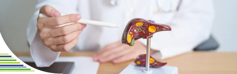 Doctor pointing at liver model