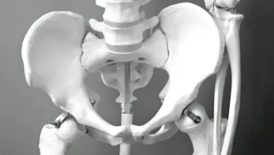 Anatomický model pánve ukazující kosti relevantní pro problémy s třísly.