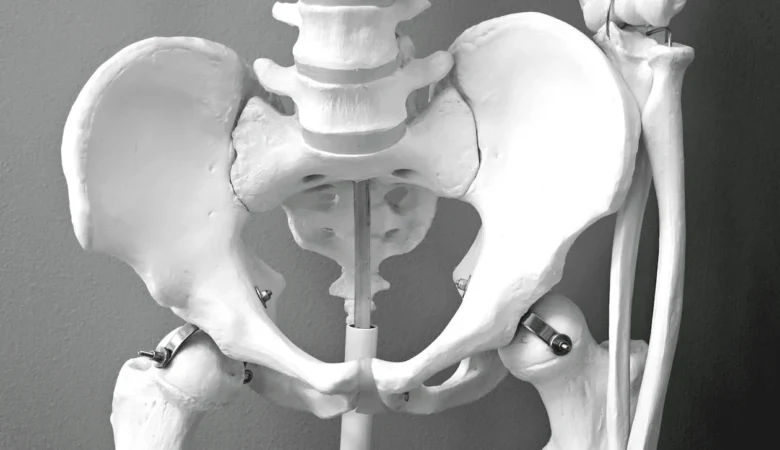 Anatomický model pánve ukazující kosti relevantní pro problémy s třísly.