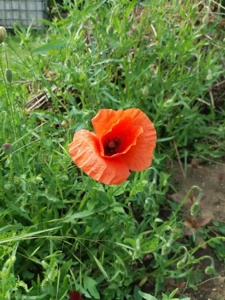 Červený vlčí mák kvete na zeleném pozadí trávy.