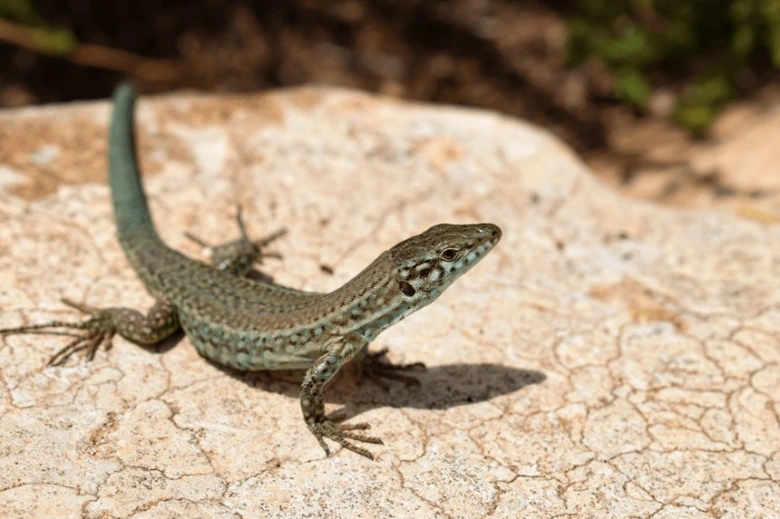 Green lizard on rock