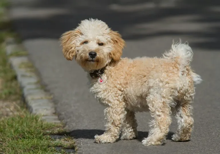 Majestátní cavapoo stojí na asfaltové cestě vedle trávy.
