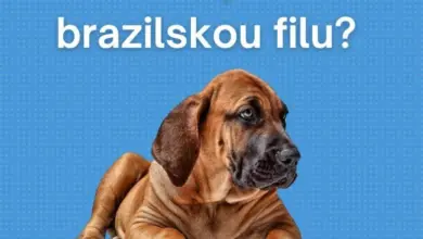 Hnědá brazilská filu štěňátko ležící na modrém pozadí.
