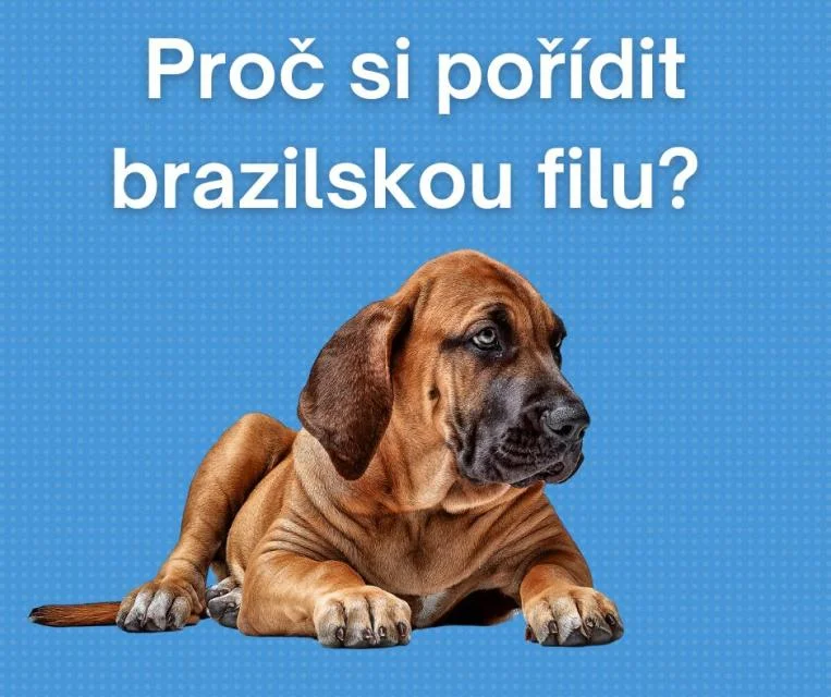 Hnědá brazilská filu štěňátko ležící na modrém pozadí.