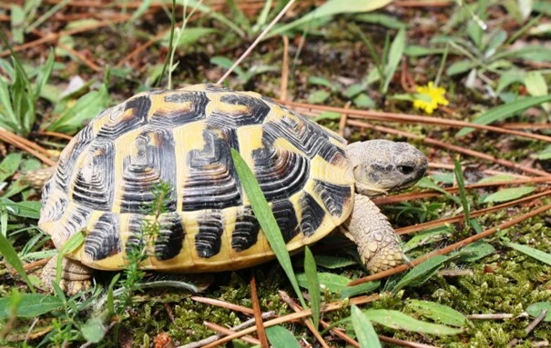 Suchozemská želva s pruhovanou skořápí na zemi mezi trávou.