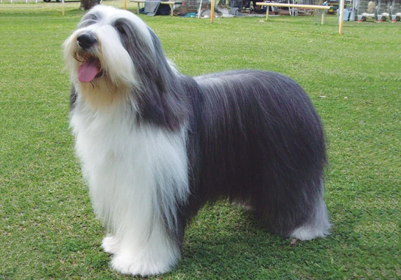 Starý anglický ovčák stojí na trávníku.