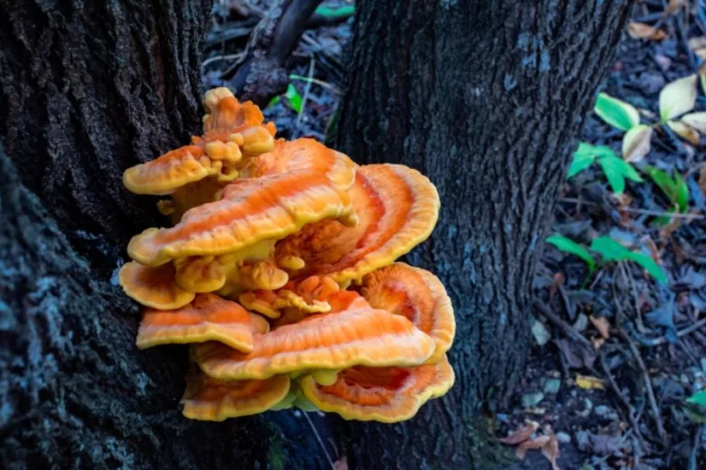 Yellow-orange polypore fungus on tree trunk