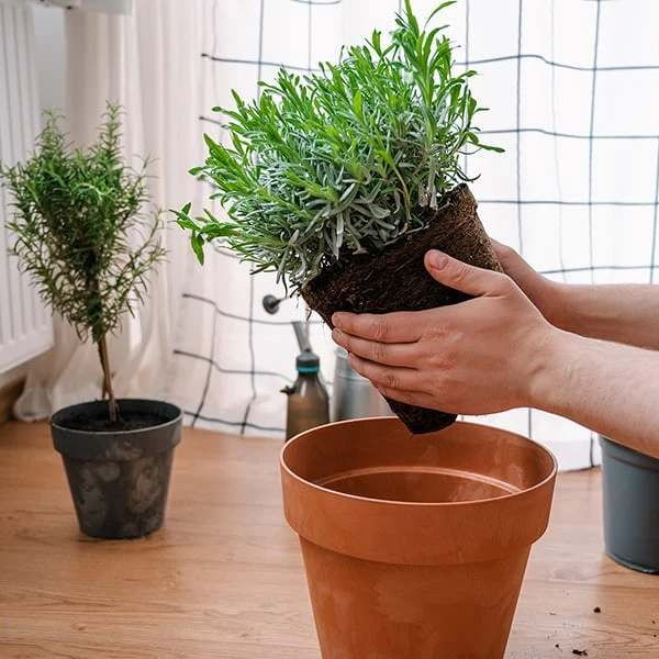 Ruční přesazování bylin do keramického květináče na dřevěném stole.