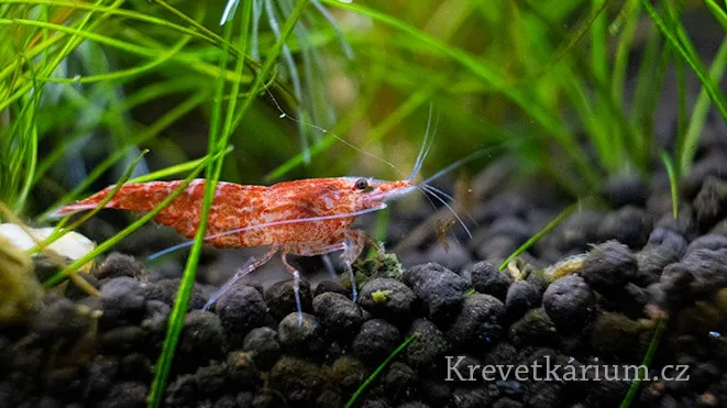 Červená krevetka plíží se po štěrku v akváriu mezi rostlinami.