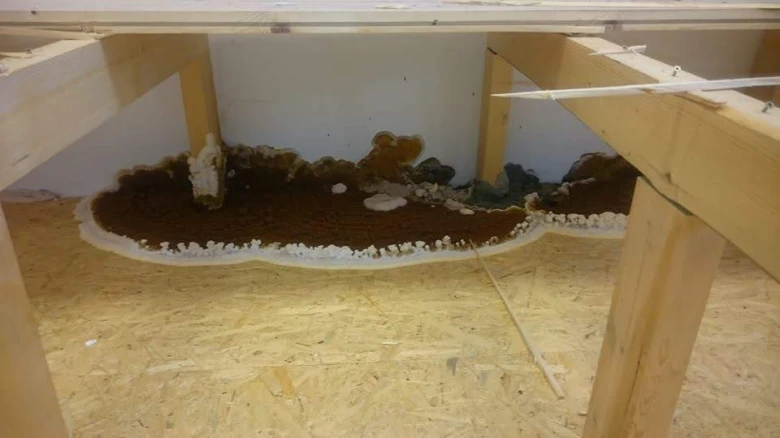 Poškozený dřevěný trám s hnědým plísním a bílými houbami na spodní straně.