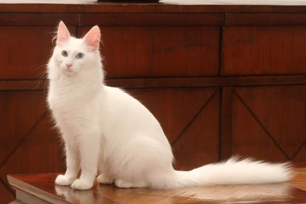 Bílá turecká angora sedí na dřevěném stole.