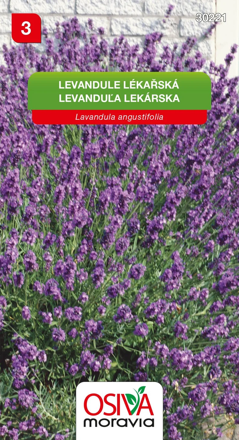Fotografie kvetoucí levandule Levandula angustifolia na bílém zdi