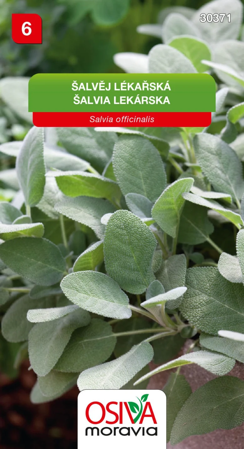 Detailní záběr na listy šalvěje lékařského Salvia officinalis.