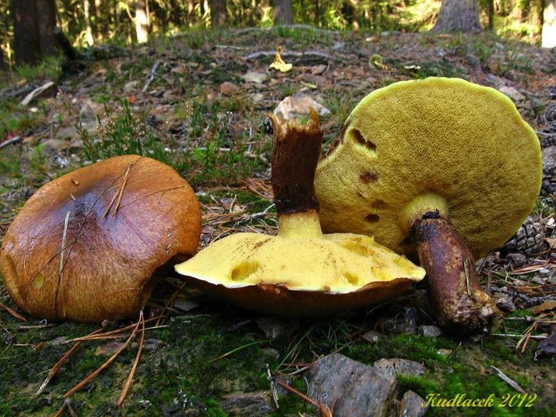 Tři houby klouzek obecný na lesní zemi s odhalenými póry.