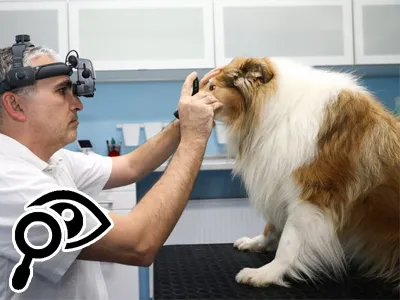 Veterinář zkoumá oči psa pomocí speciálního přístroje v ordinaci.