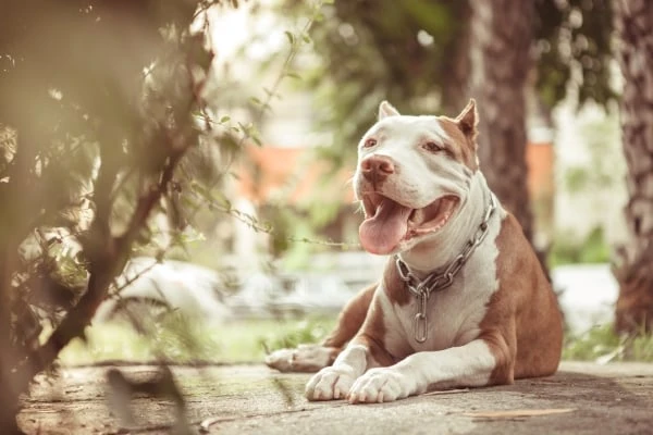 Americký pitbulteriér leží venku a má rty roztažené.