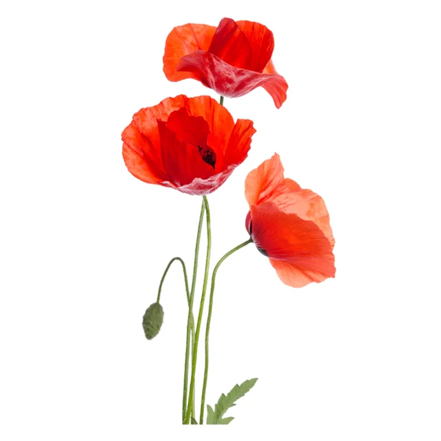 Red poppies on stems