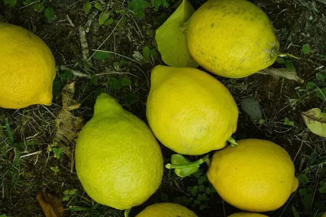 Žluté citrony na zemi mezi trávou a listím.
