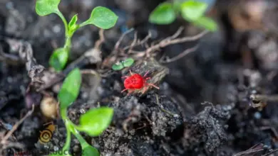 Červený pavoučí klopin na rostlině v zemi.