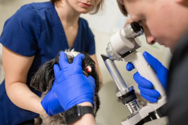 Veterinář zkoumá psí oko pomocí oftalmoskopu.