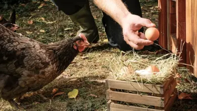 Muž sbírá čerstvá vejce z kuřecích hnízd venku.