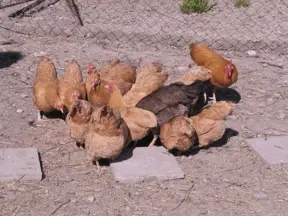 Group of chickens on ground