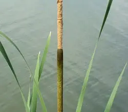 Cattail plant in water