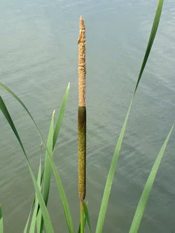 Cattail plant in water