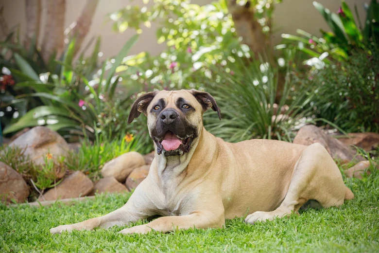 Boerboel nebo búrský buldok leží na trávníku v zahradě.