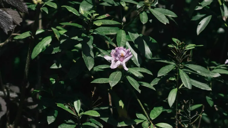 Fialový rododendron kvetouci v stinné zahradě.
