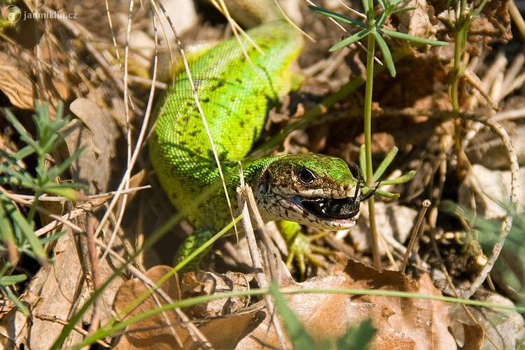 Zelená ještěrka se živí hmyzem mezi suchými listy.