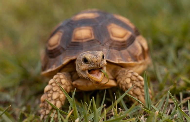 Suchozemská želva v trávě se žere trávu.