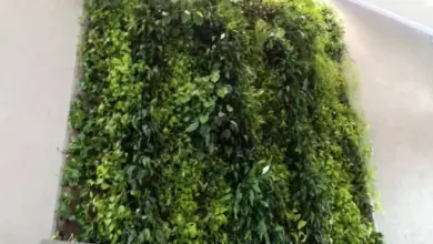 Indoor vertical garden wall