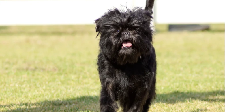 Black brussels griffon dog