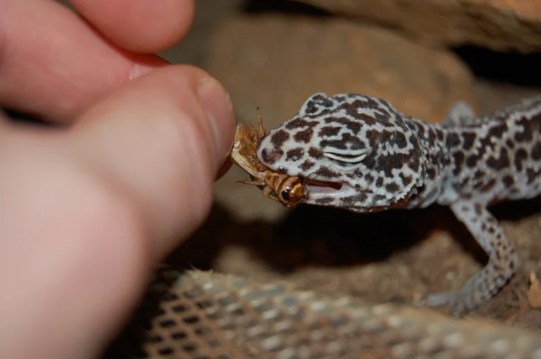 Leopardí gekončík se živí hmyzem v rukou člověka.
